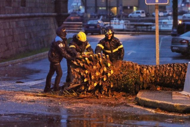 Retirada de la palmera caída por el viento en Curuxeiras (foto: Raúl Lomba / Ferrol360)