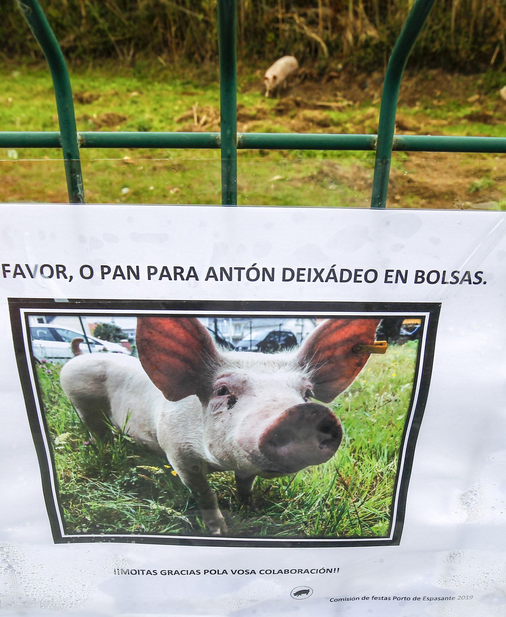 La cartelería habla en Espasante del cerdo Antón o recuerda su historia (foto: Mero Barral / Ferrol360)
