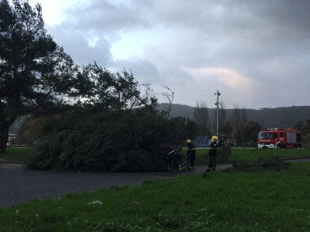 Bomberos retiran un árbol junto a Fondo Norte (foto: Ferrol360)