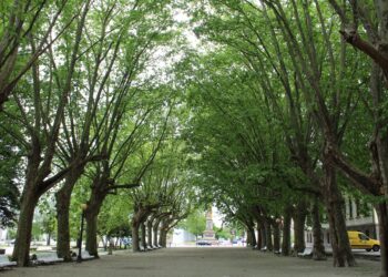 Aprobada la candidatura de Ferrol para realizar un plan de infraestructura verde y biodiversidad