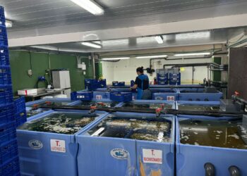 El GALP Golfo Ártabro Norte impulsa la innovación en el sector pesquero