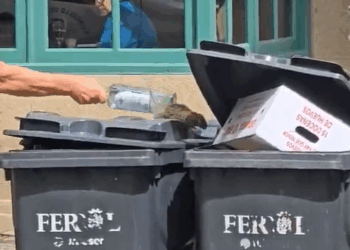 Vecinos alertan del aumento de ratas en Ferrol