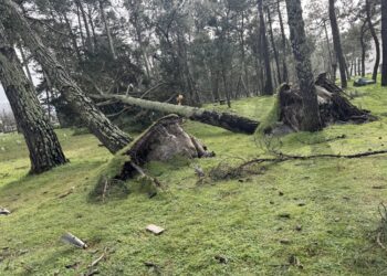 El fuerte viento derriba varios pinos en la playa de Cabanas