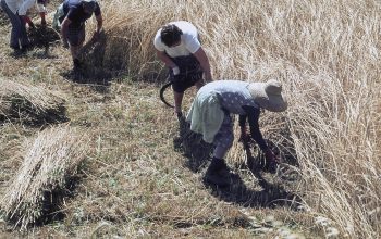 204._mujeres_segando_centeno,_barro_(po),_1980