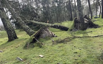 Foto: Chiringuito Los Pinares