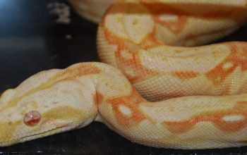 Albino_boa