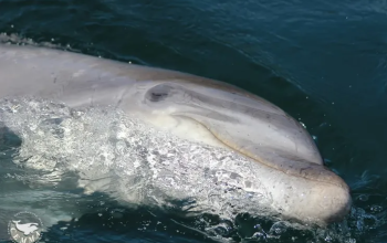manolño golfiño delfin