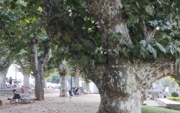 Alameda de Pontedeume