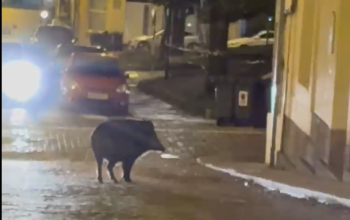 Un jabalí sorprende por las calles de Ferrol este fin de semana