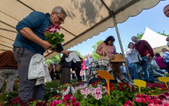 feria da plantación de San sadurniño