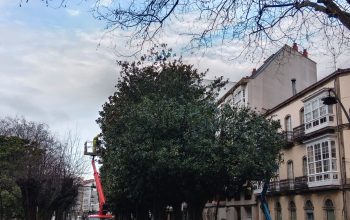Poda de magnolios en el Cantón