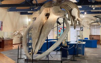 Museo de Historia Natural (Fuente : SGHN)