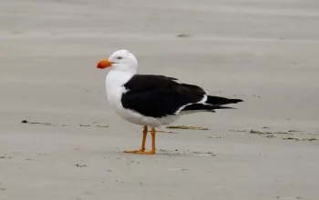 Gaviota