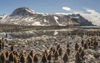 Guarderia de polluelos de pinguinos rey. Oliver Scholey