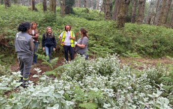 Humidal  Doniños Retirada Plantas