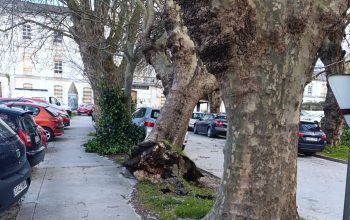 Árbol a punto de caer después de los fuertes vientos provocados por el temporal 'Martinho'