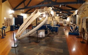 MUSEO HISTORIA NATURAL