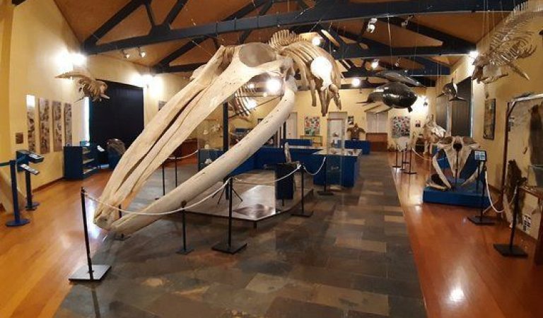 MUSEO HISTORIA NATURAL