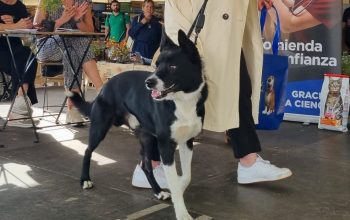 Mascotas Equiocio Ferrol