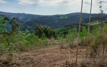Monfero, Betula, Asociación de custodia del Bosque Atlántico