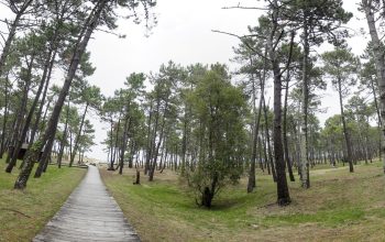 Pinar de Morouzos