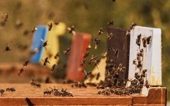 abejas-apicultura-e1779353709626
