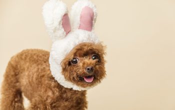 Caniche