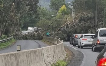 arbol caido fene