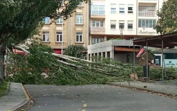 arbol caido porta nova