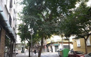 arboles alcalde usero