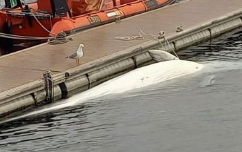 ballena a graña
