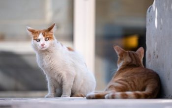 gatos