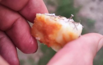 comida clavos