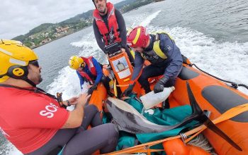 delfines rescatados por proteccion civil en ferrol
