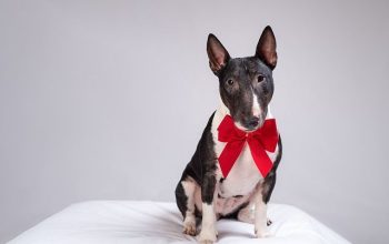 perros regalo