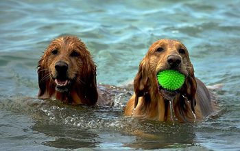 perros