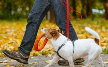 estar-en-forma-paseando-a-tu-perro
