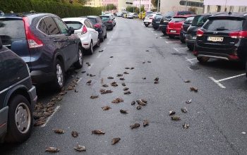 estorninos caranza