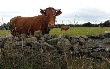 vacas