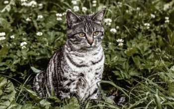 gato