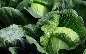 huerto, agricultura, vegetales