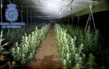 incautacion policia nacional ferrol pnatas marihuana