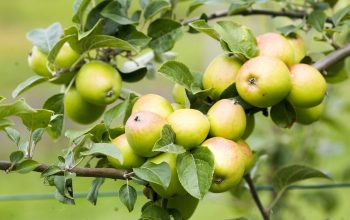 manzanas_3