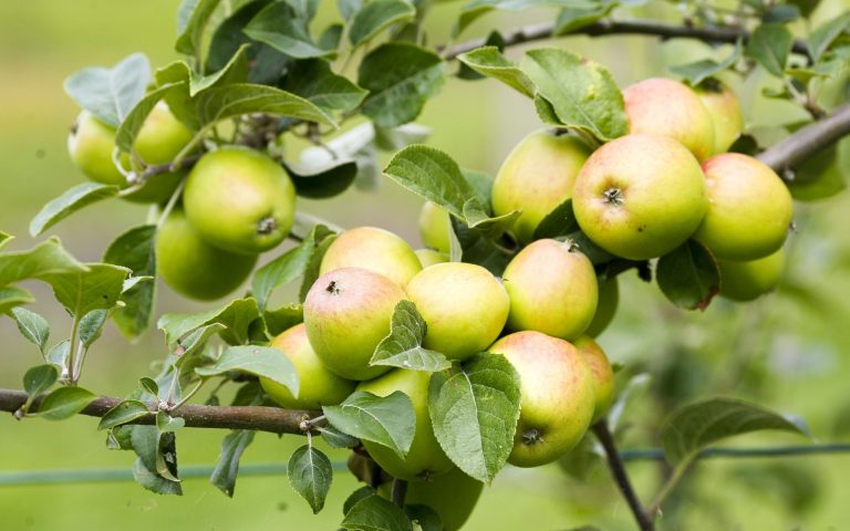 manzanas_3