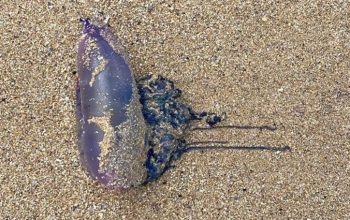 medusas playas carabelas
