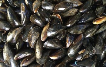 mejillones