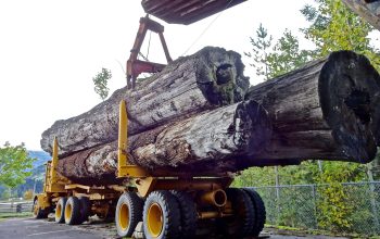 memorycatcher-lumber-1713722_1920