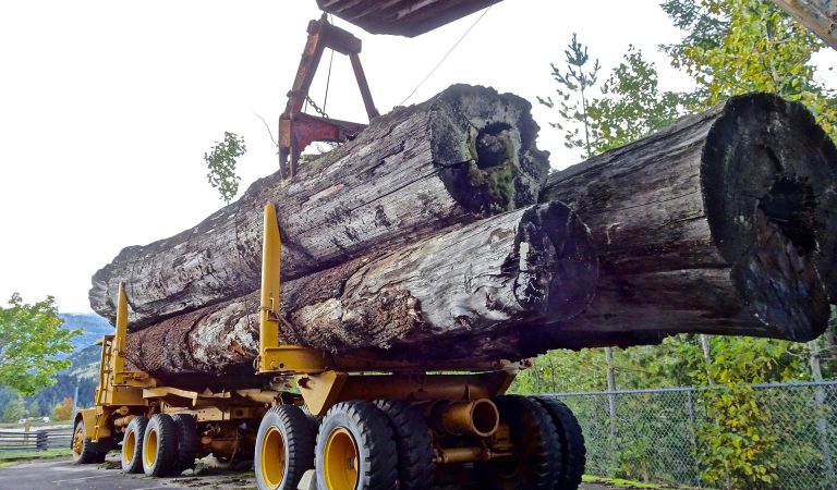 memorycatcher-lumber-1713722_1920