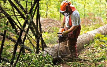 peones forestales motosierra operario trabajo bosque madera
