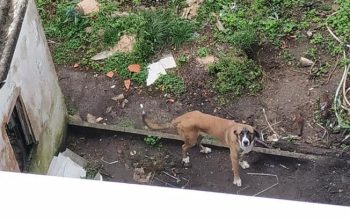 perro abandonado puerta de neira catabois